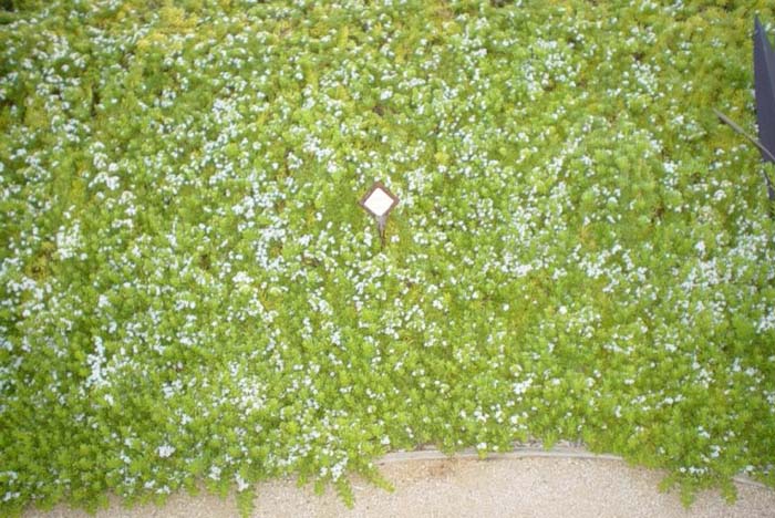 Ground Cover Myoporum