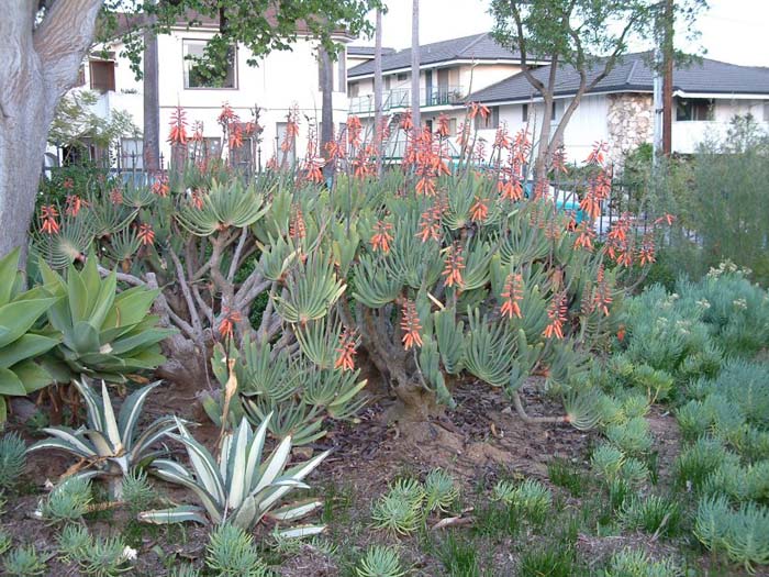 Plant photo of: Aloe plicatilis