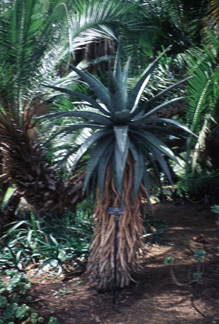 Aloe marlothii