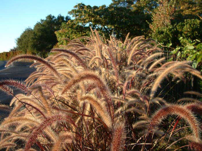 Plant photo of: Pennisetum  'Rubrum'