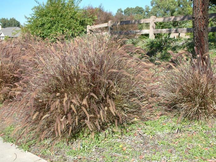 Plant photo of: Pennisetum  'Rubrum'