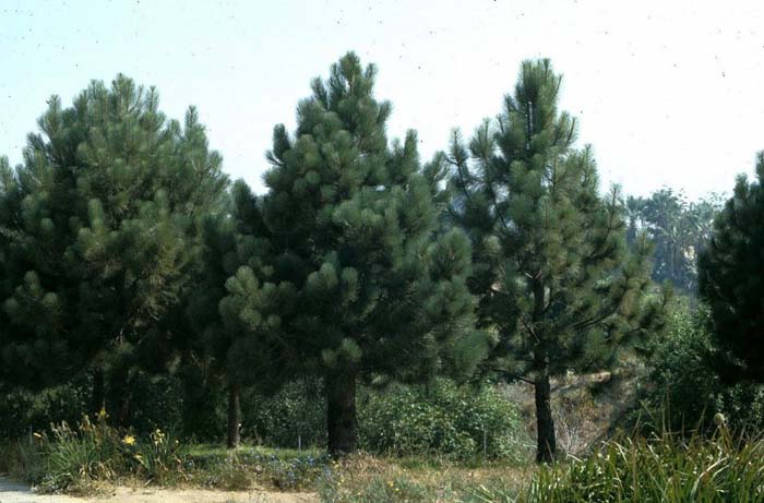 Pinus coulteri