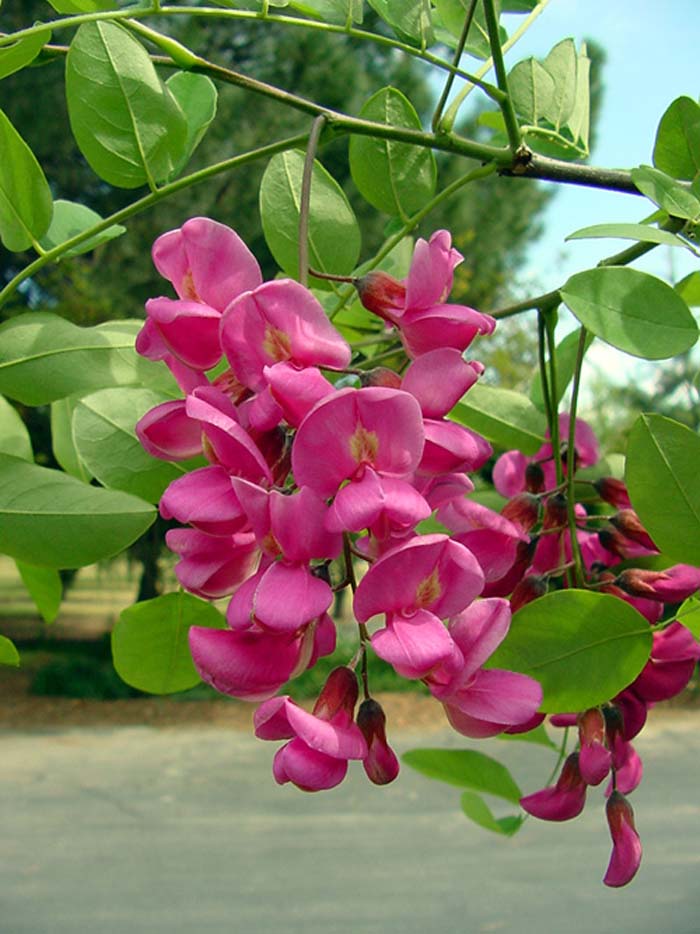 Robinia ambigua 'Idahoensis'