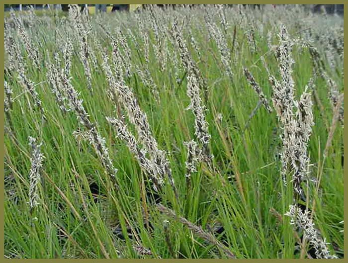 Sesleria autumnalis