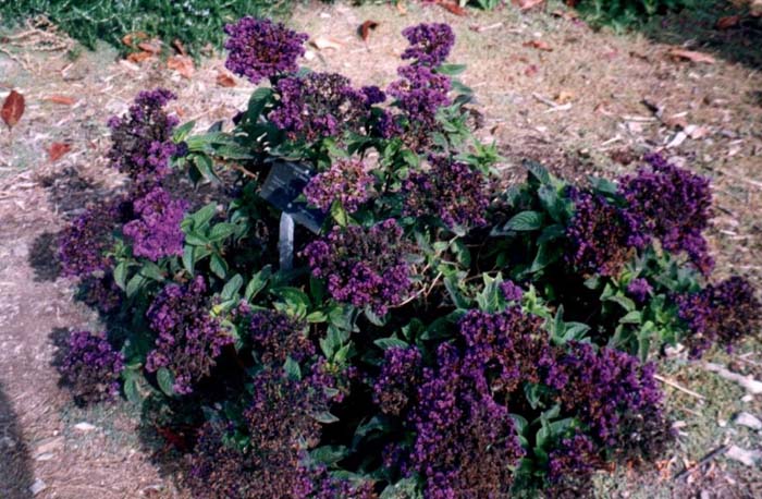 Heliotropium arborescens