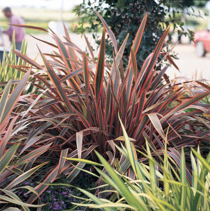 Phormium 'Pink Stripe'