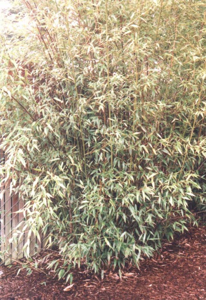 Plant photo of: Phyllostachys nigra