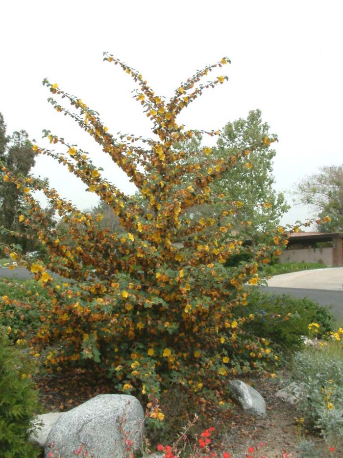 Plant photo of: Fremontodendron 'California Glory'