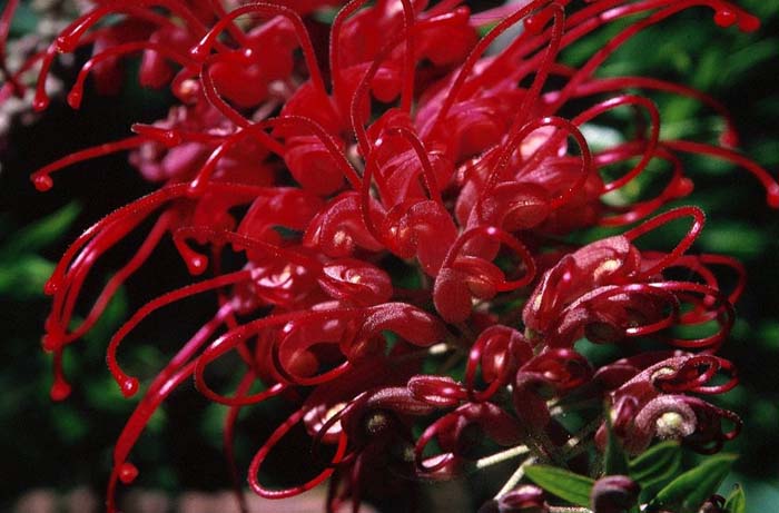 Grevillea 'Canberra'