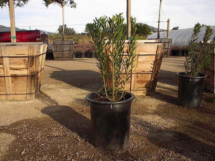 Plant photo of: Myrica californica