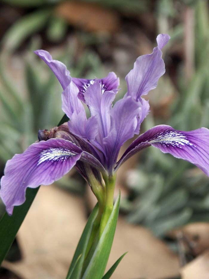 Iris douglasiana