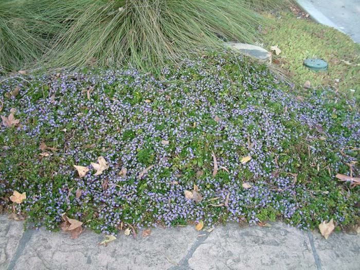 Fan Flower