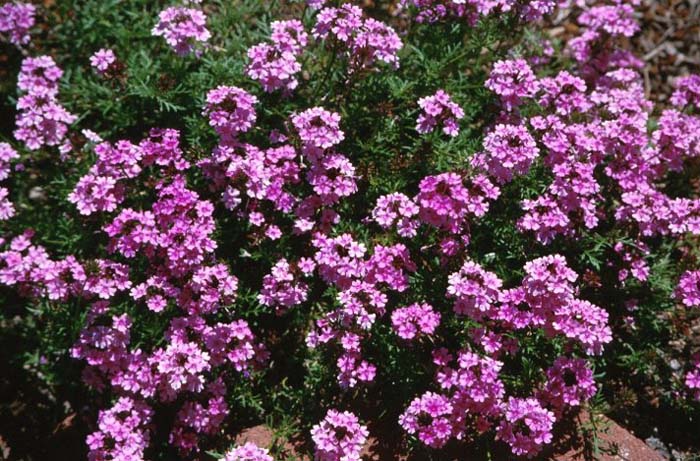 Plant photo of: Verbena peruviana