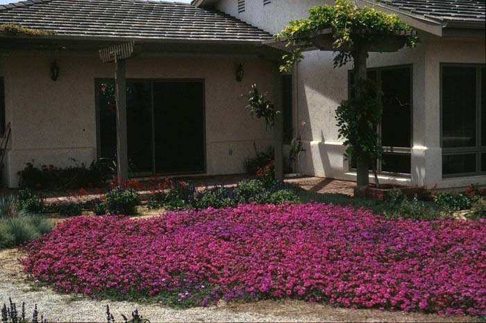 Plant photo of: Verbena peruviana