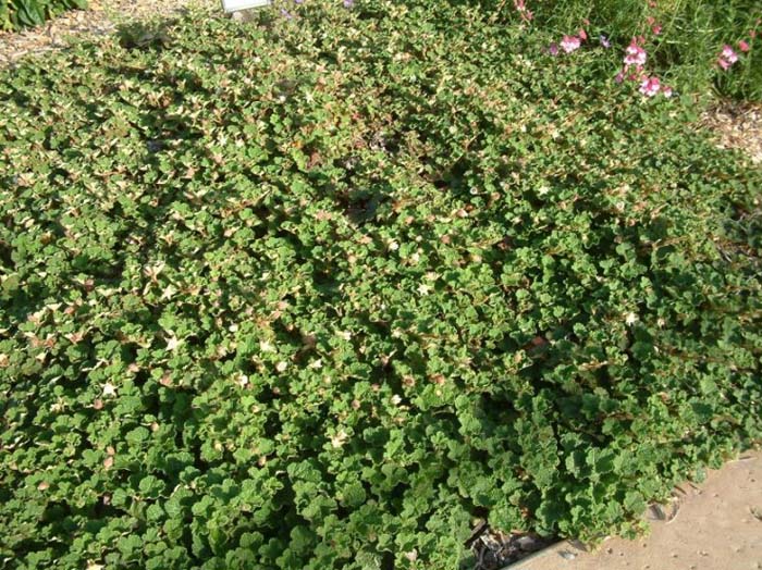 Plant photo of: Rubus pentalobus