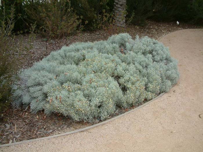 Plant photo of: Calocephalus brownii