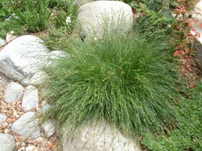 Carex pansa