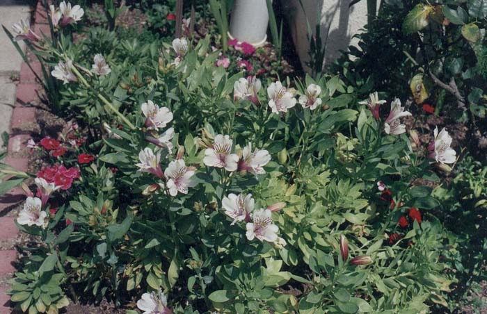 Ligtu Peruvian Lily