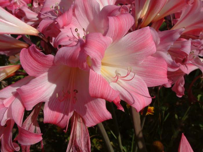 Amaryllis belladonna