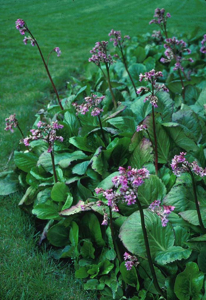 Bergenia cordifolia