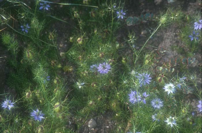 Love-In-A-Mist