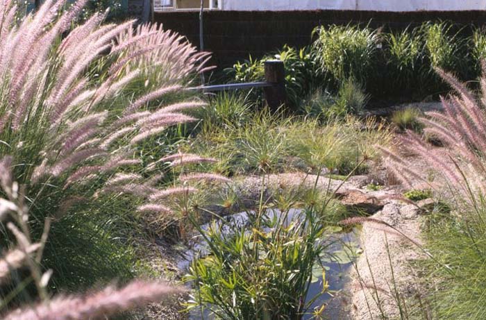 Plant photo of: Pennisetum alopecuroides