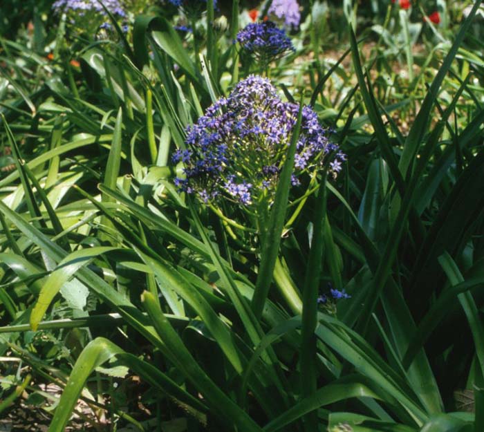 Peruvian Scilla