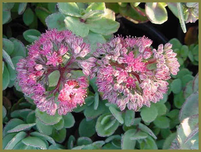 Plant photo of: Sedum 'Autumn Joy'