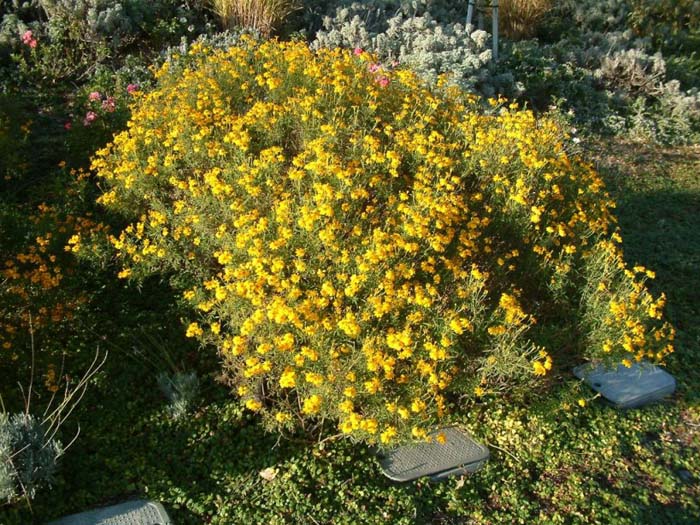 Tagetes lemmonii