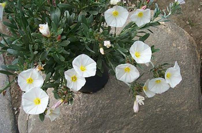 Plant photo of: Convolvulus cneorum