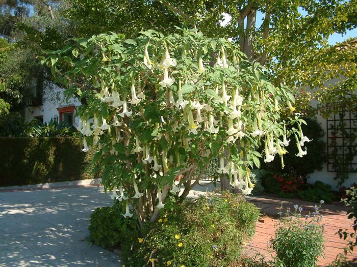 Brugmansia X candida