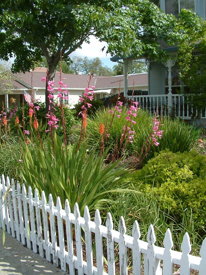 Plant photo of: Watsonia pillansii