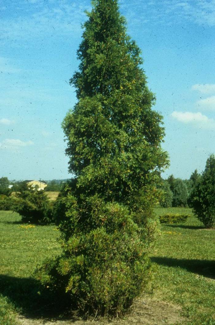 Thuja occidentalis 'Hetz Wintergreen'