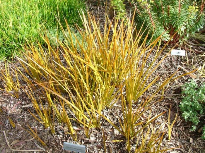 Plant photo of: Libertia peregrinans