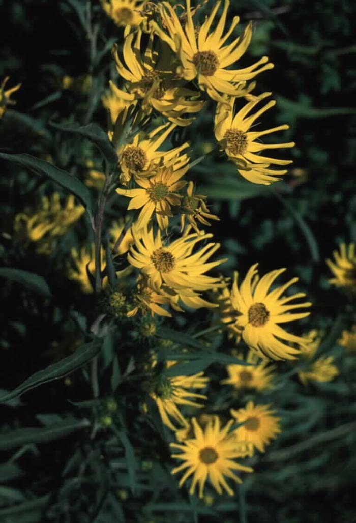 Plant photo of: Helianthus maximilianii