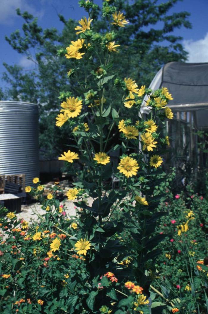 Plant photo of: Helianthus maximilianii