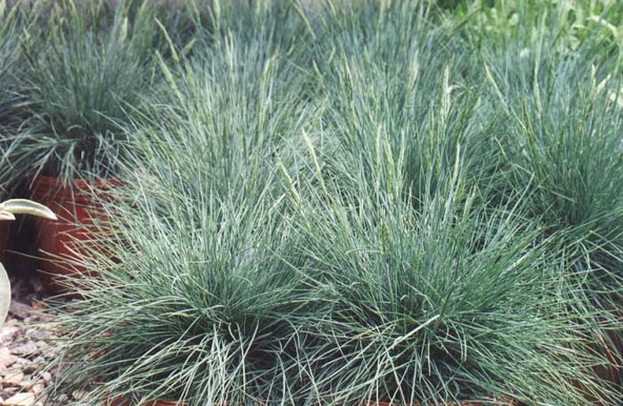 Festuca 'Elija Blue'