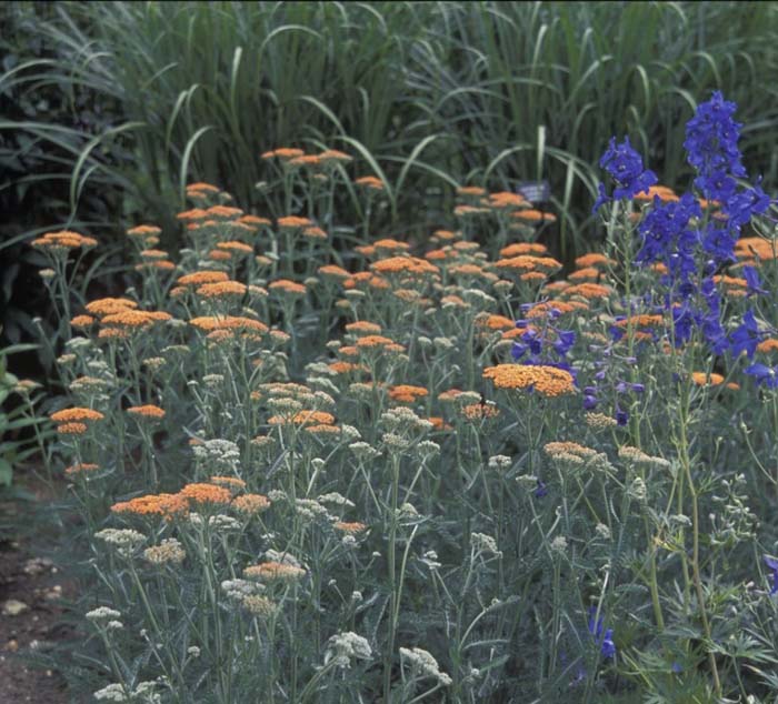 Plant photo of: Achillea millefolium 'Terra Cotta''