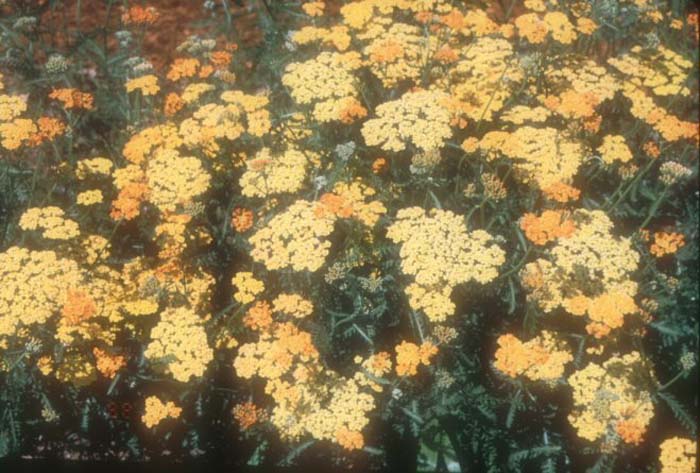 Plant photo of: Achillea millefolium 'Terra Cotta''