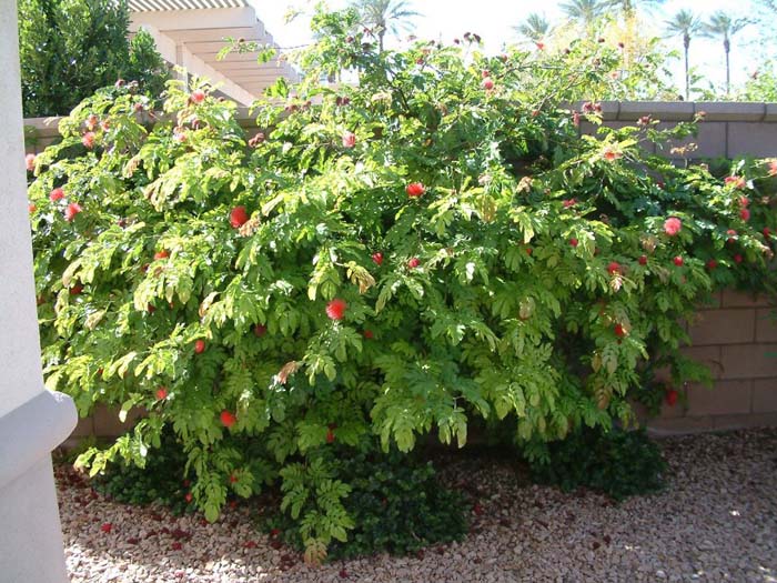 Calliandra haematocephala