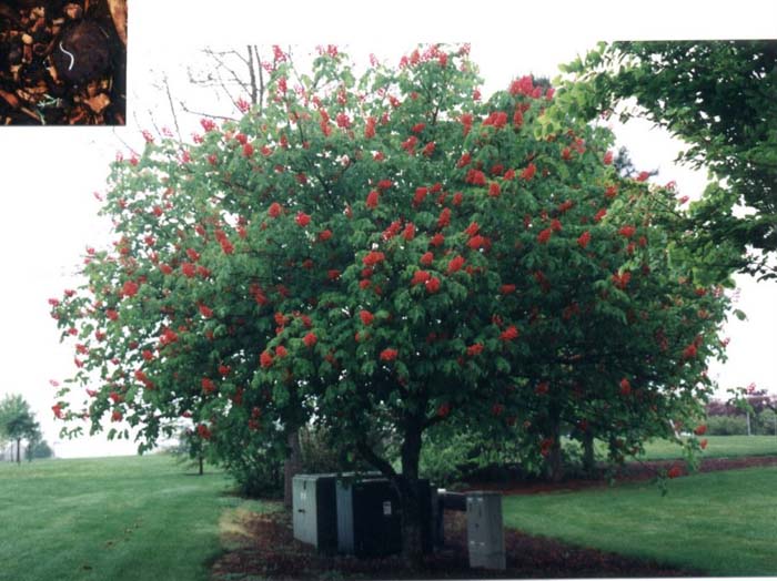 Red Horsechestnut