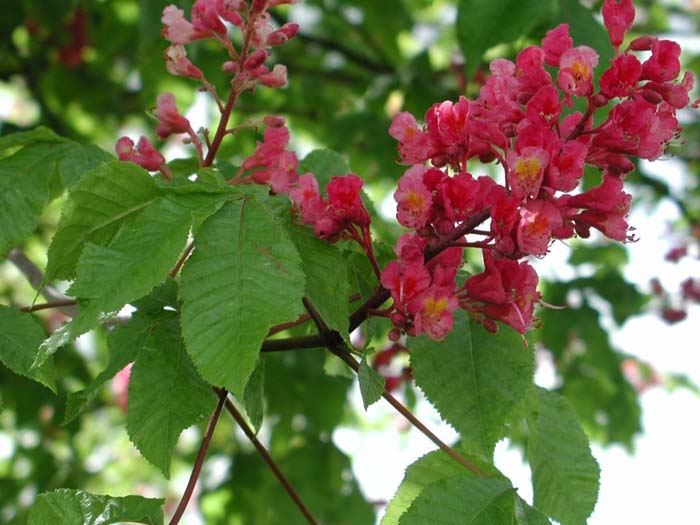 Plant photo of: Aesculus carnea