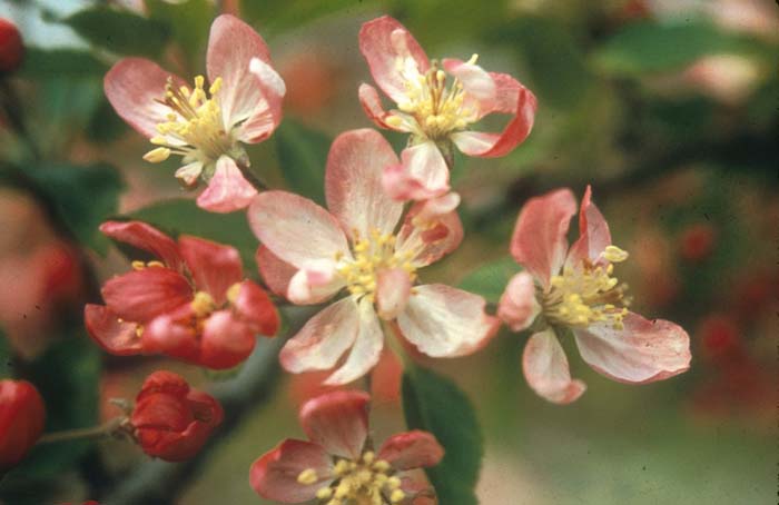 Tea Crabapple, Hillier