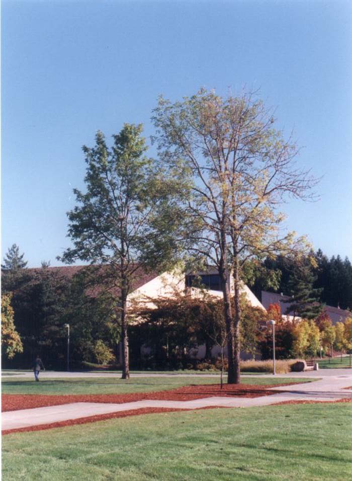 Plant photo of: Fraxinus latifolia