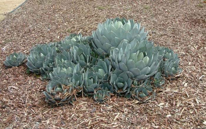 Huachuca Agave