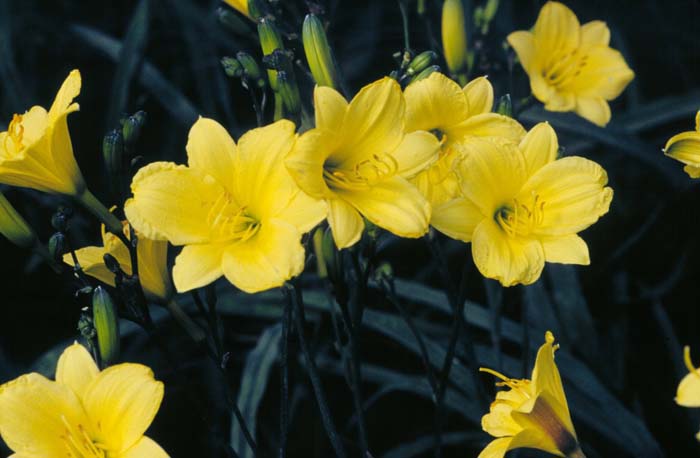 Plant photo of: Hemerocallis 'Bitsy'