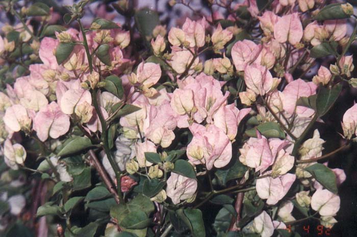 Bougainvillea, Jamaica White