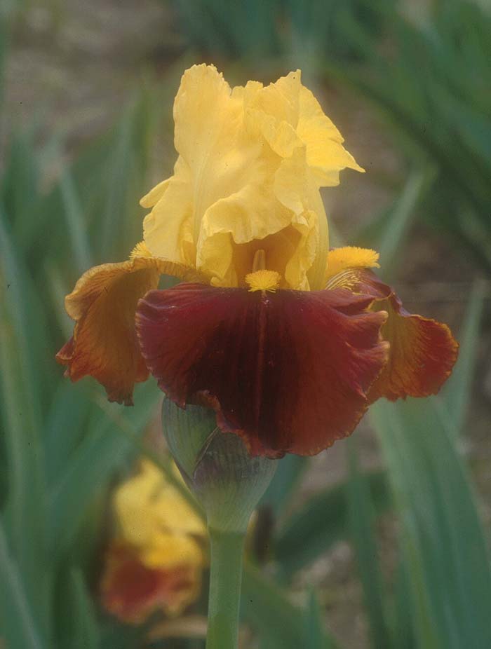 Iris bearded 'All That Jazz'