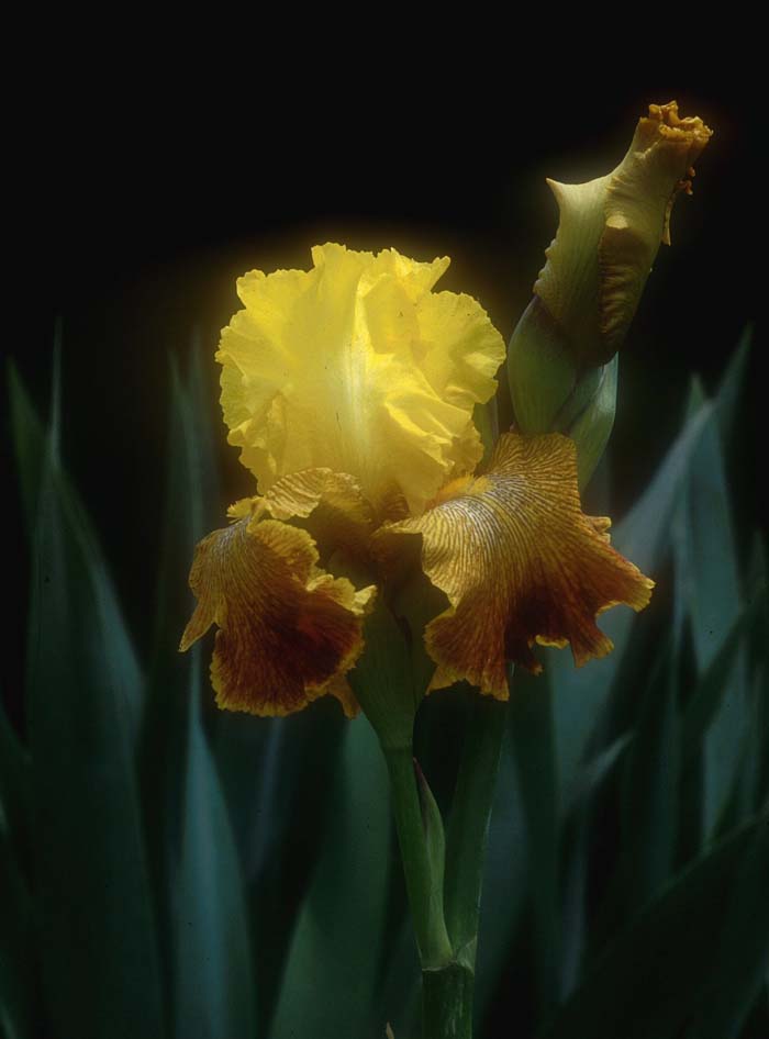 Bengal Tiger Bearded Iris