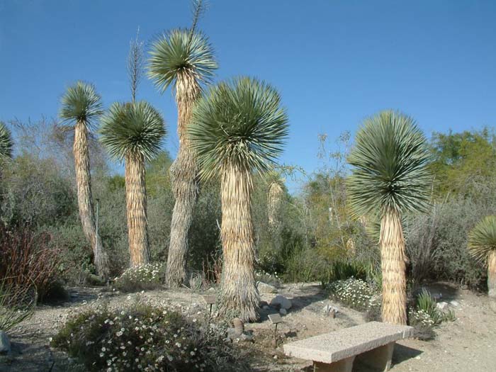 Big Bend Yucca